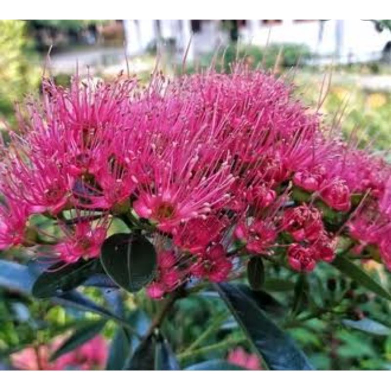 bibit santos lemon merah pohon tinggi