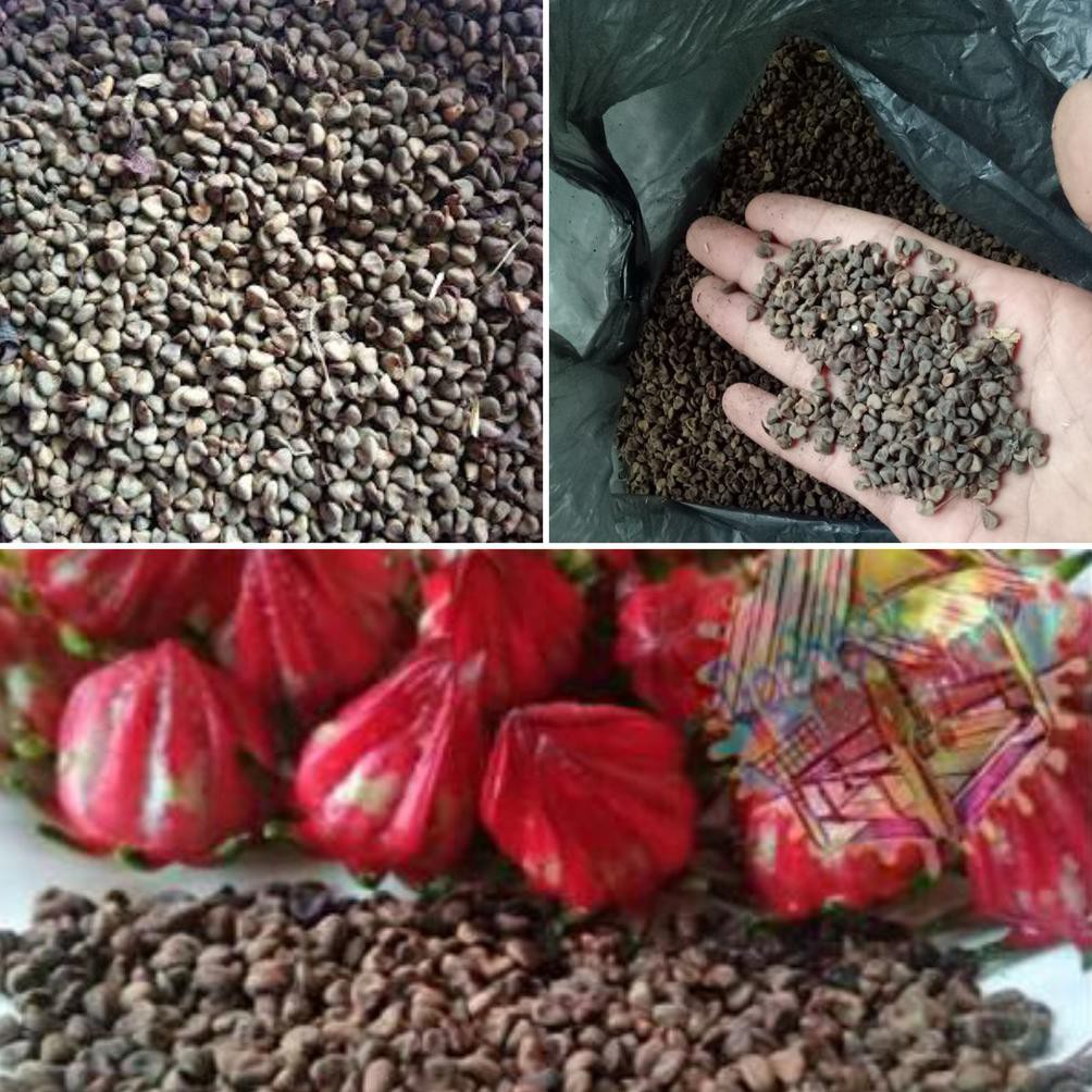 Bibit tanaman Tanaman Bunga Rosella