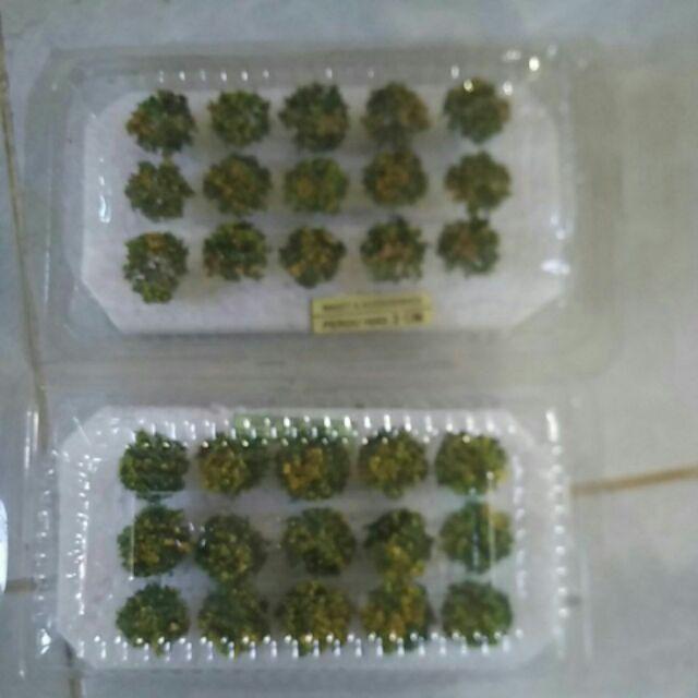 Pohon Bulat Isi 20 - Bahan Maket