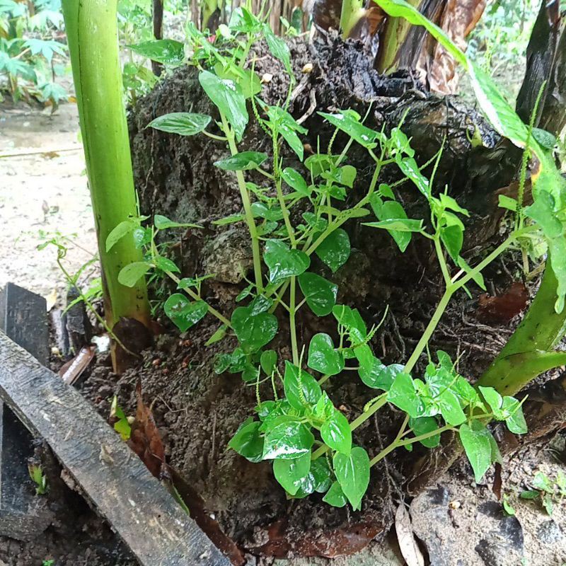 

Paket 500 gram Daun Sirih Cina sirih Bumi Ketumpang Air atau Daun Suruhan Segar