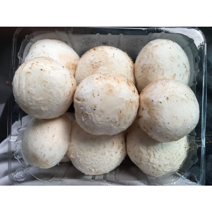 

Jamur champignon Fresh / jamur kancing segar / mushroom button