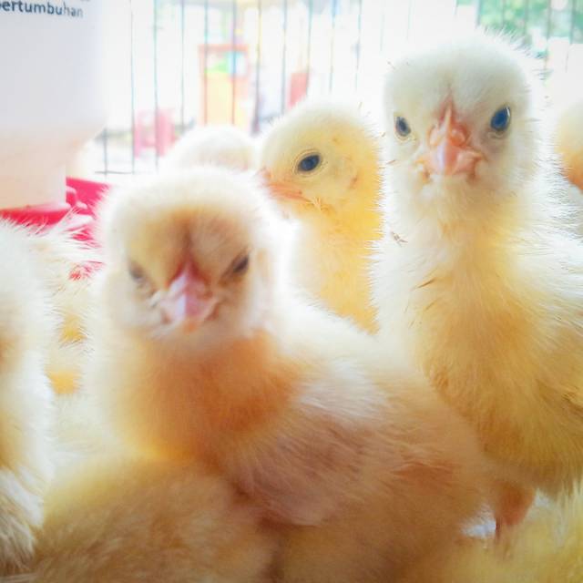 Anak Ayam Pejantan Super DOC Pejantan DOC broiler jantan Khusus Bandung Pengiriman Instant