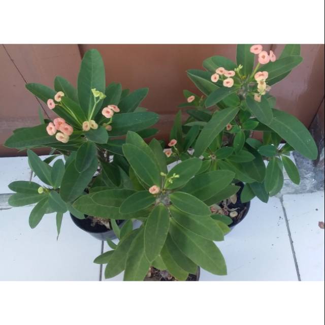 HANYA PULAU JAWA - Tanaman Hidup Bunga Euphorbia kecil by nandurijoijo