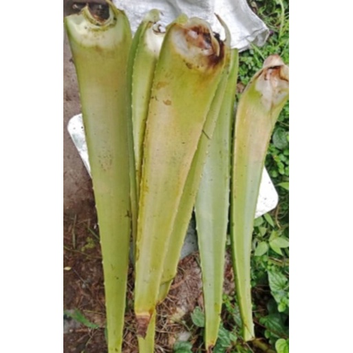 

pelepah lidah buaya jumbo