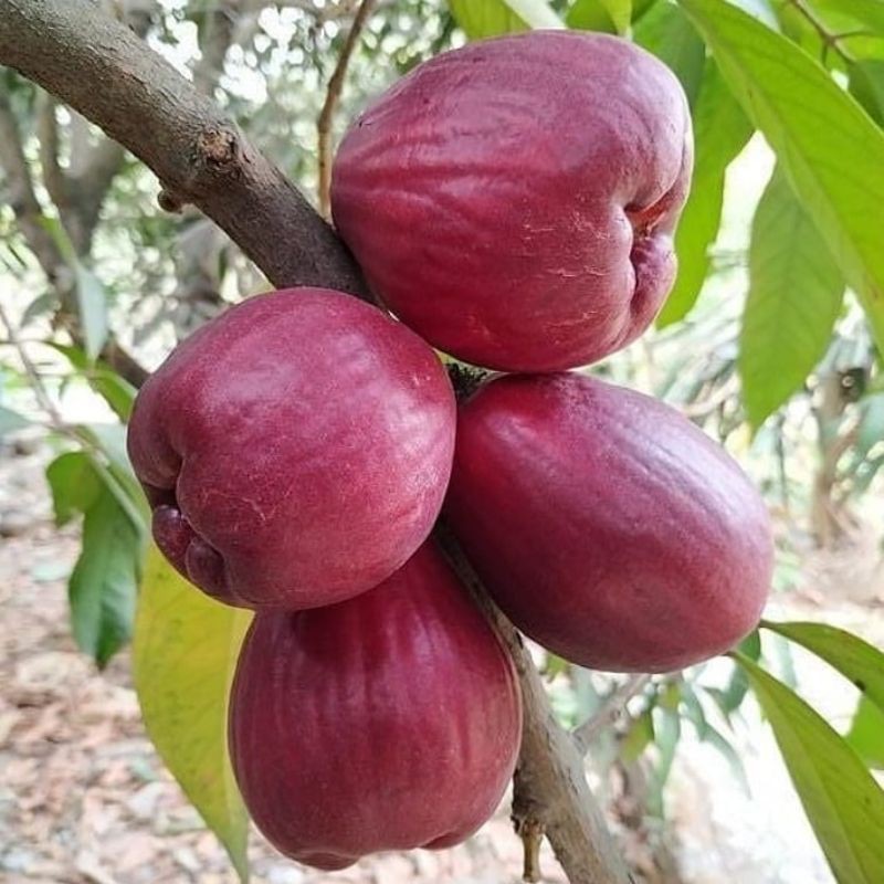 BIBIT JAMBU JAMAIKA JUMBO