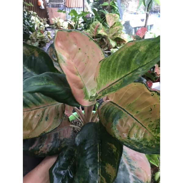 Aglonema kocin Ebony