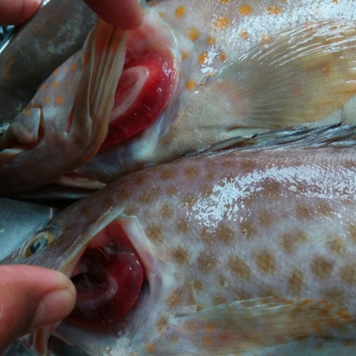 

Ikan kerapu segar - ikan segar de juragan cabang depok timur
