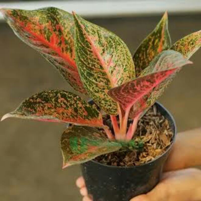 Tanaman hias aglonema widuri-Bibit aglonema widuri-aglonema widuri-pohon aglonema widuri-aglo widuri