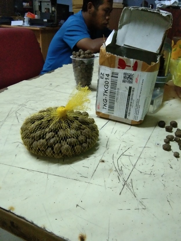 Bibit Porang Dorman | Katak Super Mini 700/ Biji