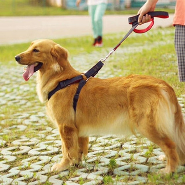 TALI TUNTUN ANJING DENIM TALI ANJING DENIM DOG LEASH HARNESS ANJING HARNES ANJING DOG HARNESS MURAH