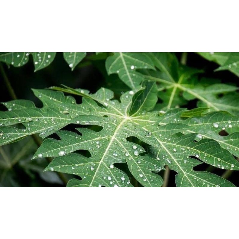 

Daun Pepaya Daun Ketes Per lembar