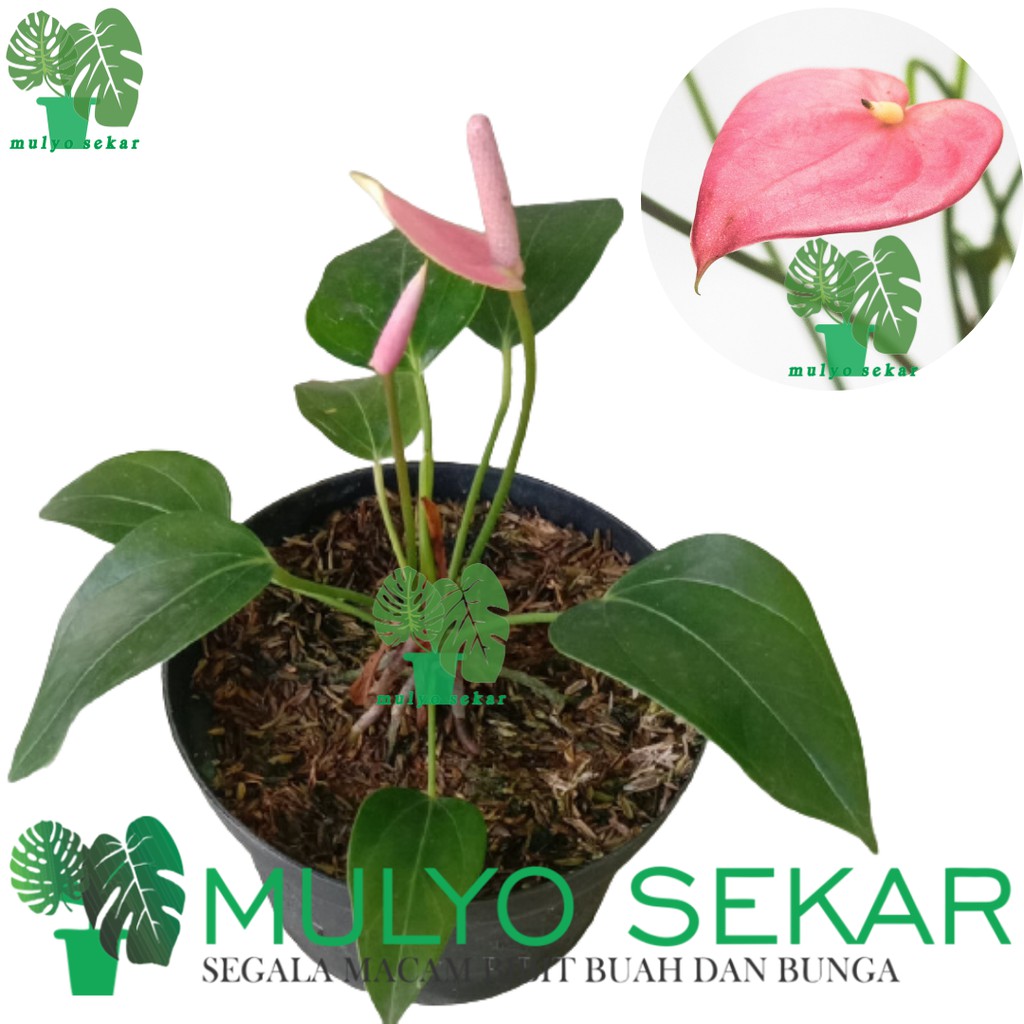 Tanaman Hias Bunga Anthurium Mini Pink - Bibit Tanaman Hias Anthurium Mini Ukuran Dewasa Rimbun Sudah Berbunga