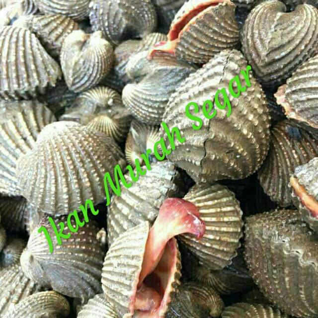 KERANG HIDUP KERANG DARA KERANG DARAH 1 kg