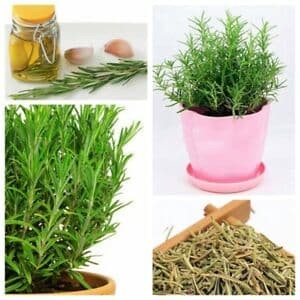 

01F1S Turky - Rosemary Leaves Dried 35Gram/Daun Rosemary Kering 35Gram Fsfs201