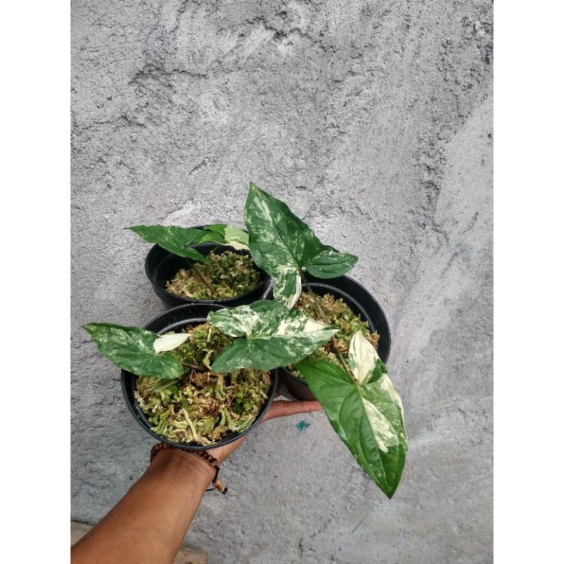 syngonium variegata albo