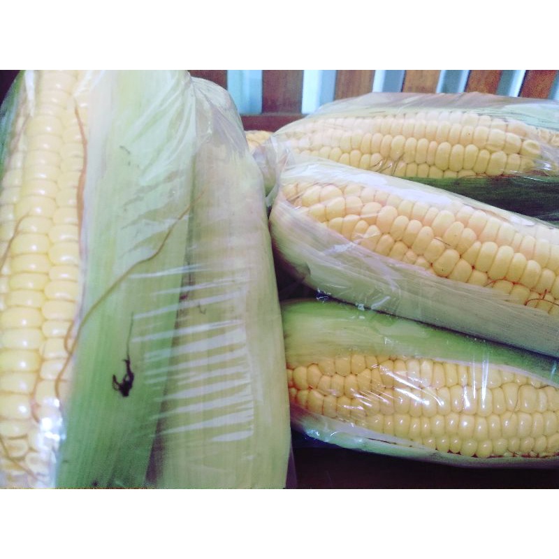 

sweet corn/ jagung manis