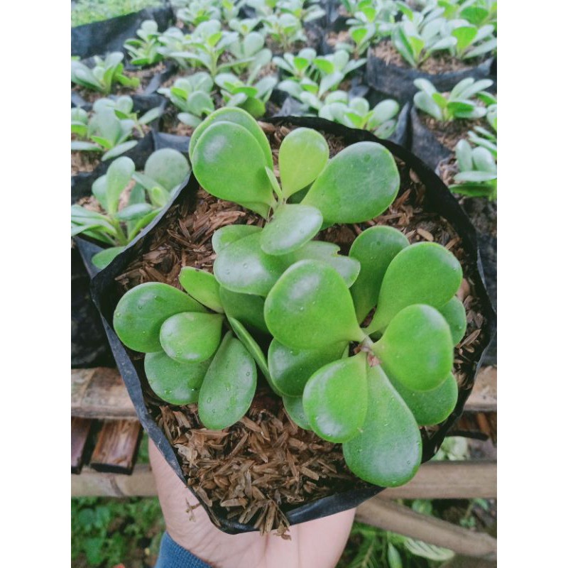 Kaktus Sukulen Jade Plant