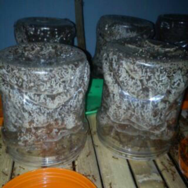 Paket Ternak Bibit Kroto 4 Toples Bibit Kroto Dan 1 Ratu Produktif