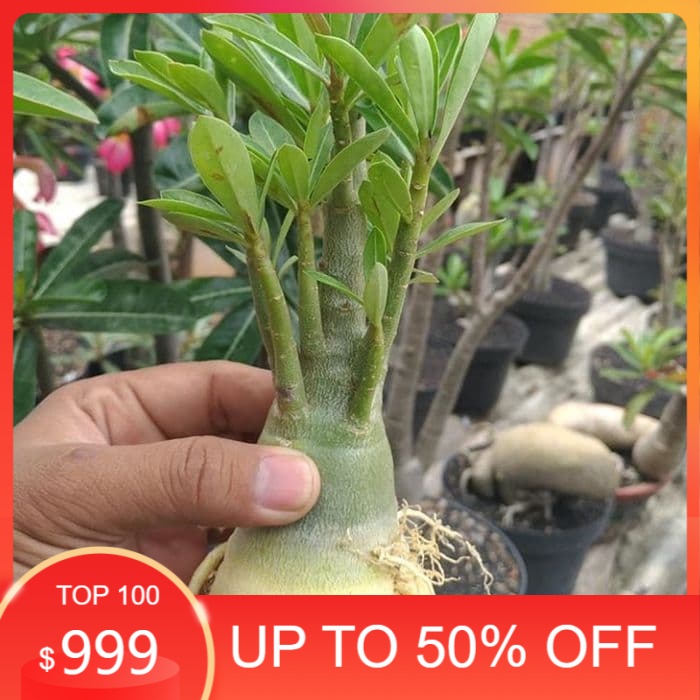 

bibit bahan bonsai adenium besar kamboja jepang