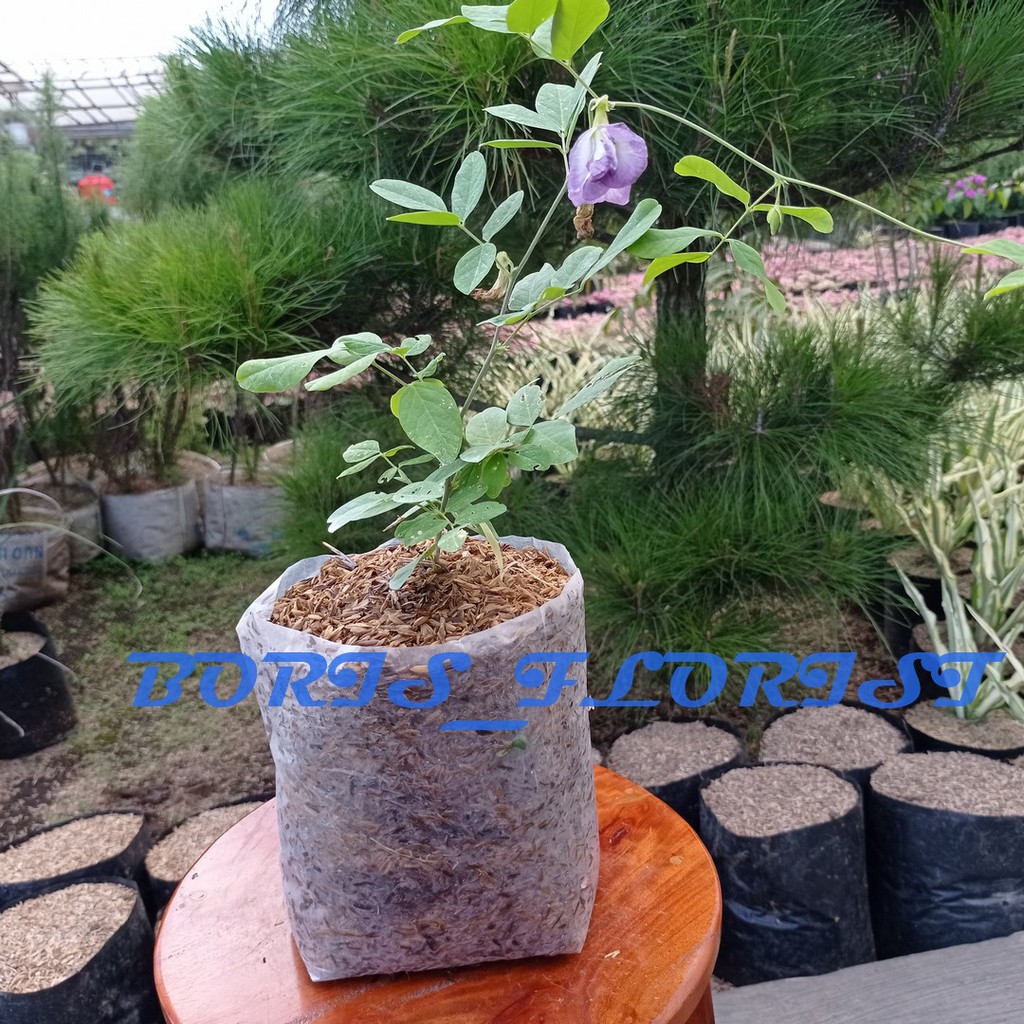 BIBIT TANAMAN HERBAL bunga telang tumpuk warna ungu dan biru