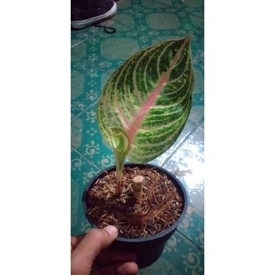 Bibit Aglonema Goliat/bibit aglonema (COD)