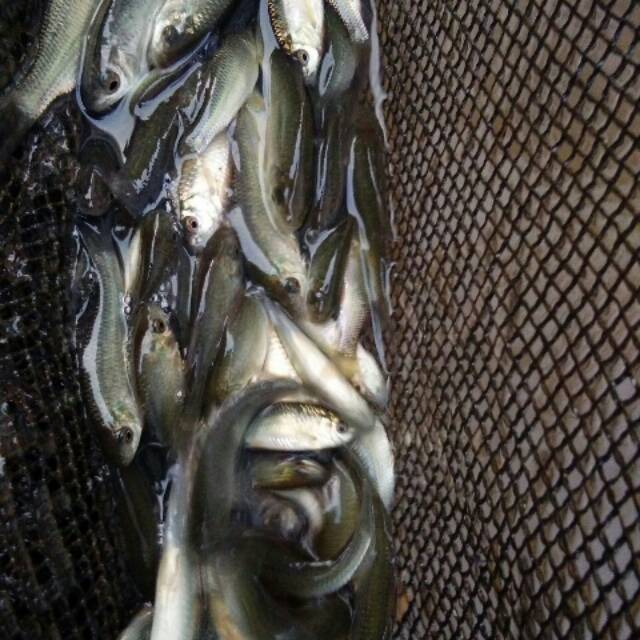 Ikan terapi nilam mangut