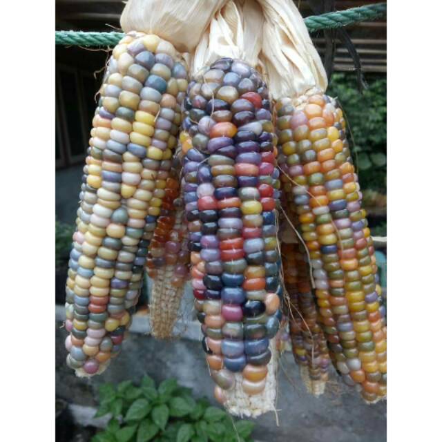 Benih Bibit Biji Jagung Pelangi / Glass Gem Corn / Jagung Permata