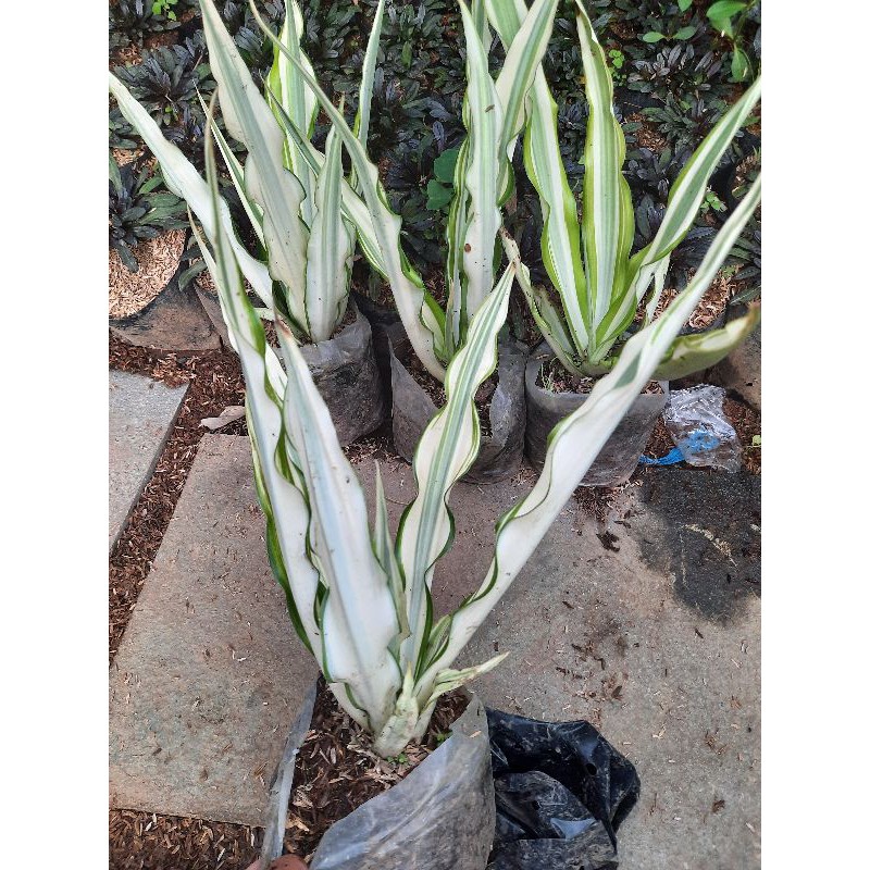 Jual TANAMAN AGAVE/AGAVE VARIGATA/AGAVE PUTIH/TANAMAN INDOR-OUTDOR