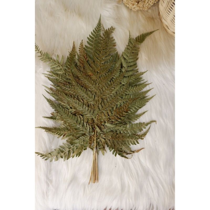 Daun Pakis Kering Daun paku Per 20 Helay