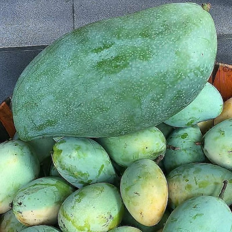 

Bibit mangga kyojay unggulan spesialis tanam dalam pot