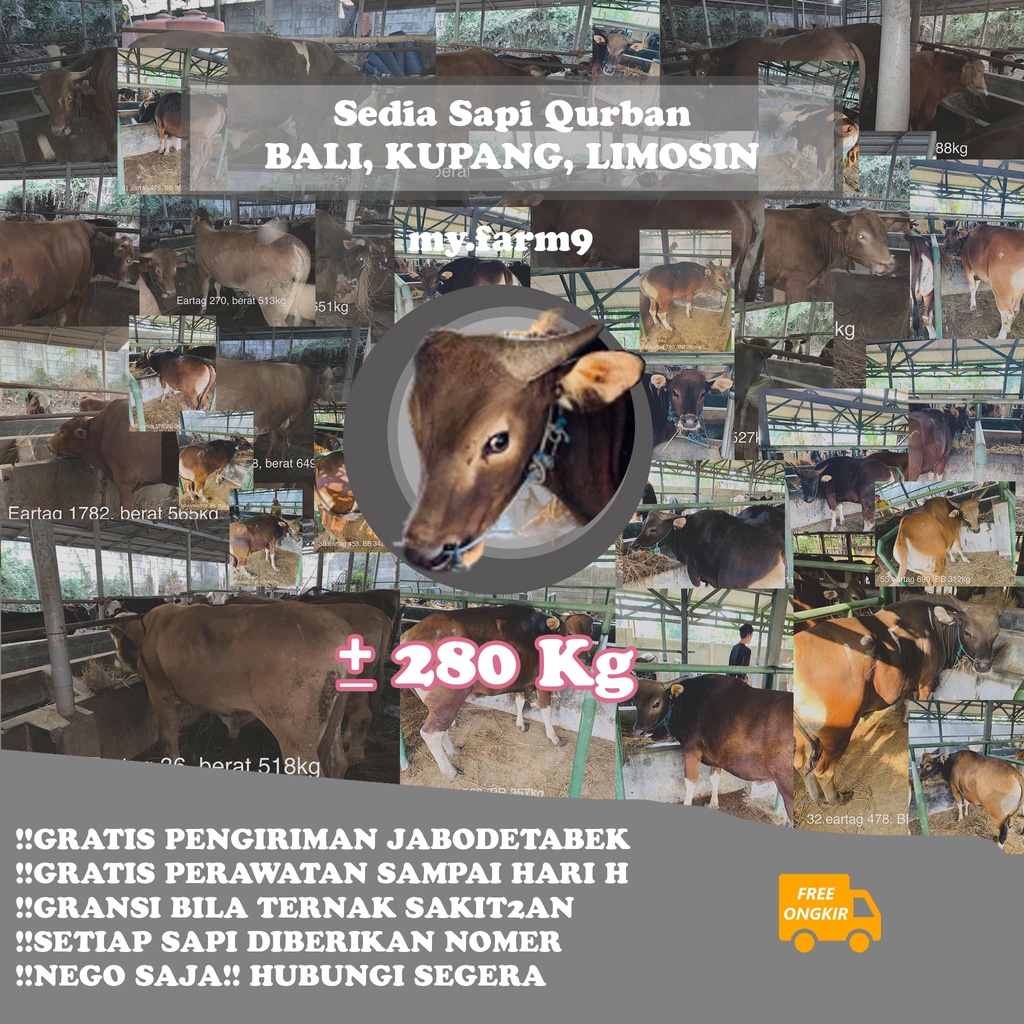 SAPI QURBAN 280Kg BERKUALITAS Sapi Limosin, Sapi Kupang, Sapi Bali