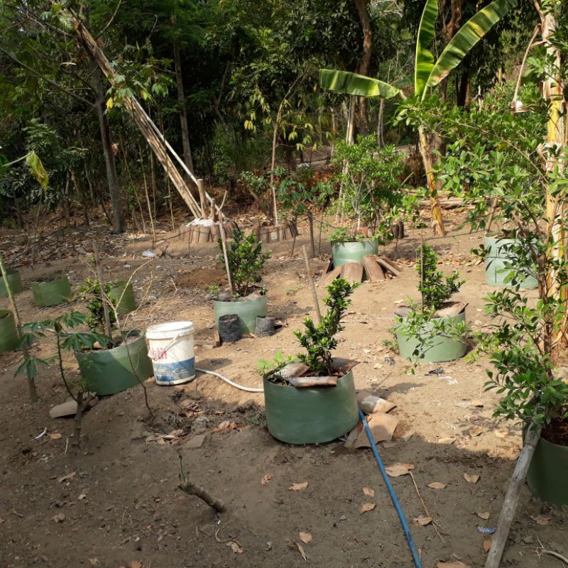 BIBIT cangkokan vicus/ELEGANT/BERINGIN