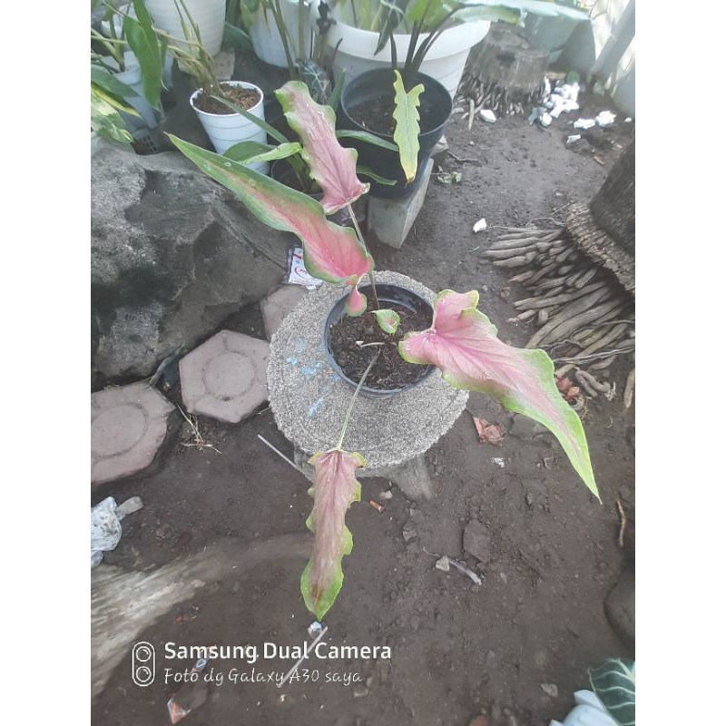 Keladi Keris Gendong Anak 1 Realpict Shopee Indonesia