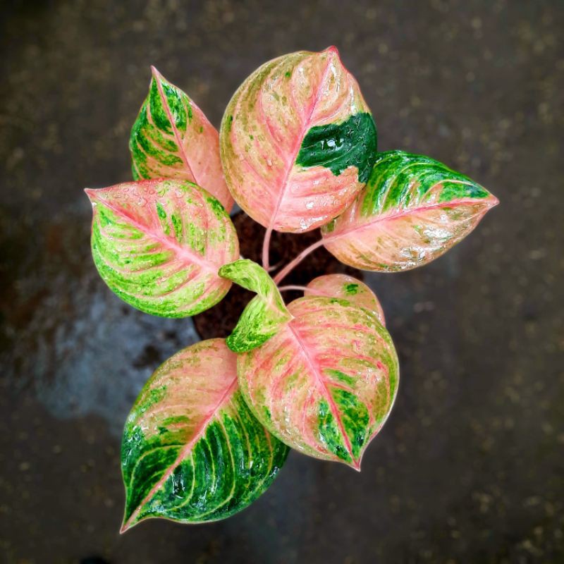 Tanaman Aglonema Susan aglonema susan tanamam aglaonema susan remaja ratudaun nursery
