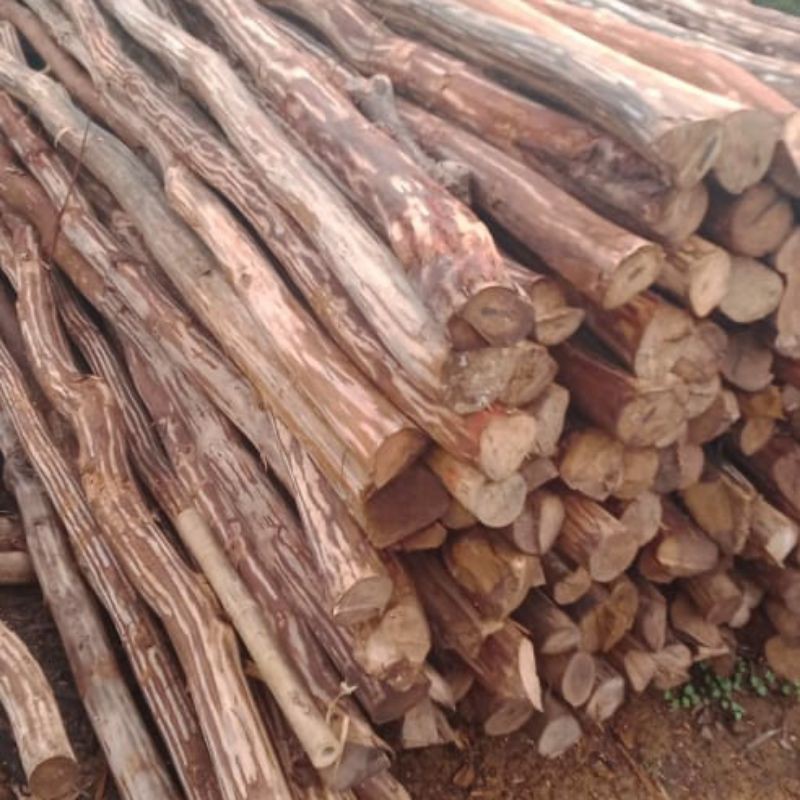 dolken kayu puspa dimeter 5/6/7