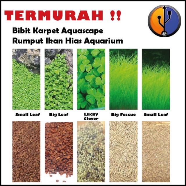 Termurah Bibit Karpet Aquascape Rumput Ikan Hias Aquarium Shopee