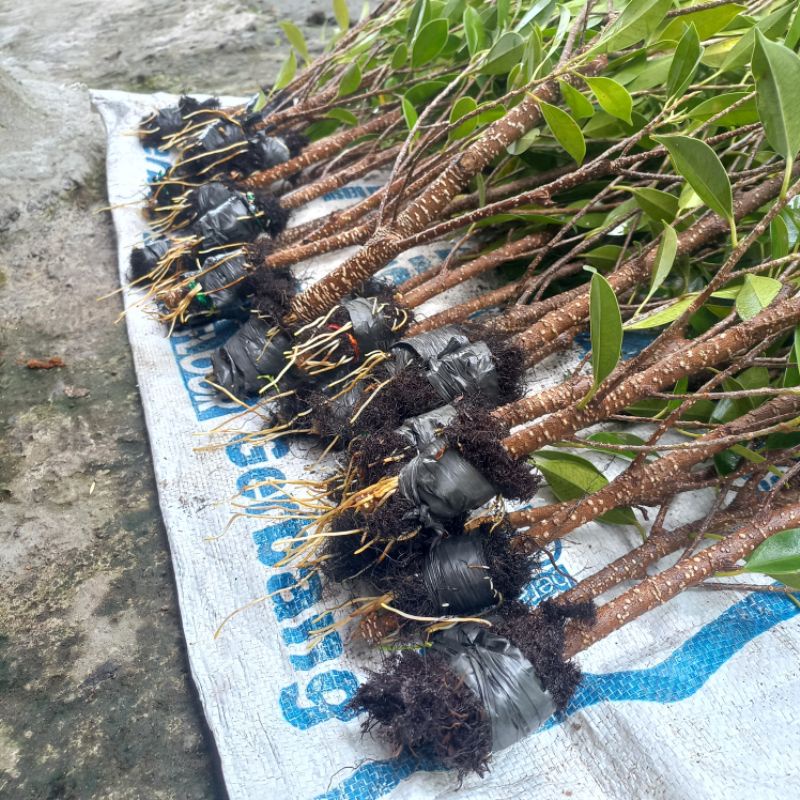 Kimeng turun cangkok besar dan fresh