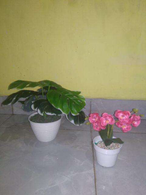 Daun Rambat Sri Gading 2m Dekorasi Home