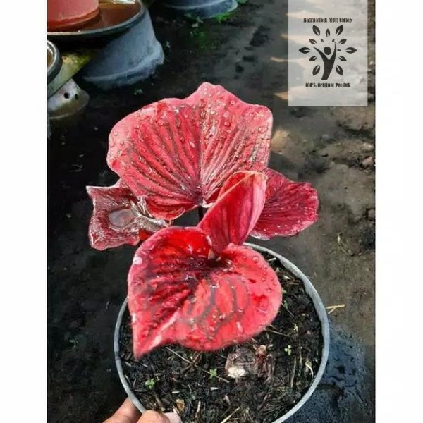 bibit bonggol caladium   keladi nagoya