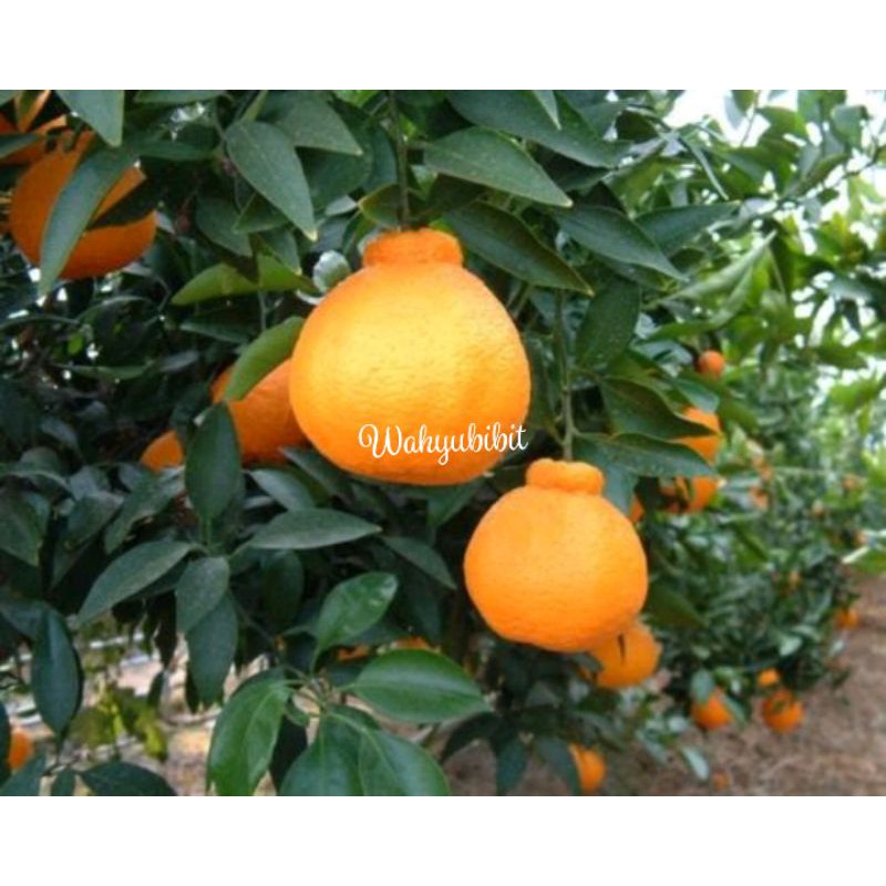 bibit jeruk dekopon super