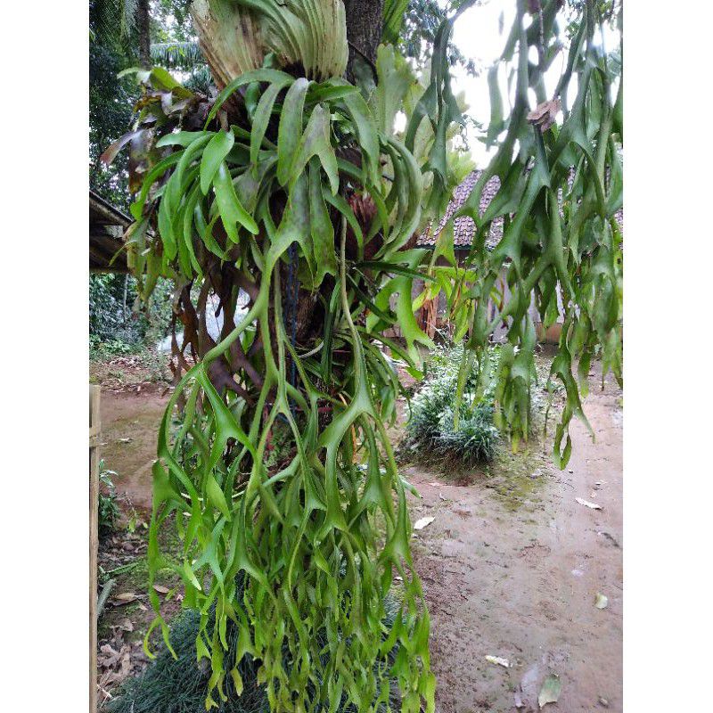 KADAKA TANDUK RUSA JUMBO- (PLATYCERIUM CORONARIUM   / TANAMAN HIAS DIJJDDJAKADAKA UNiK CANTIK  STOK 