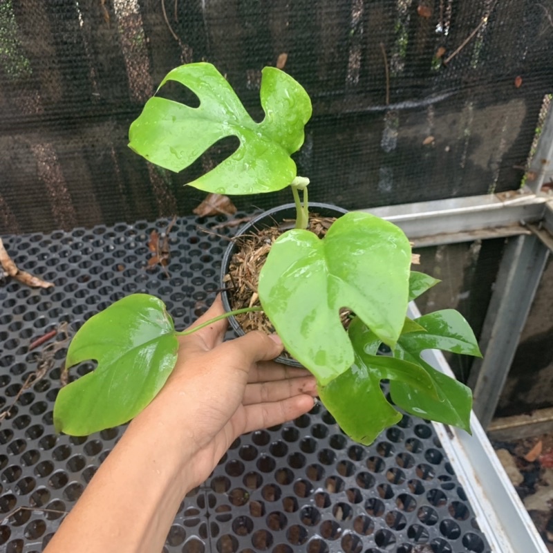 Rhapidhopora Tetrasperma Monstera Minima