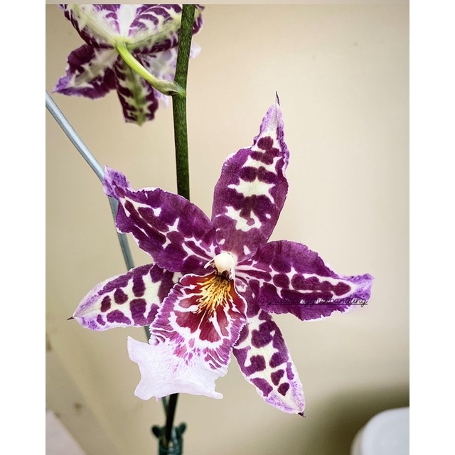 Oncidium Kutchin