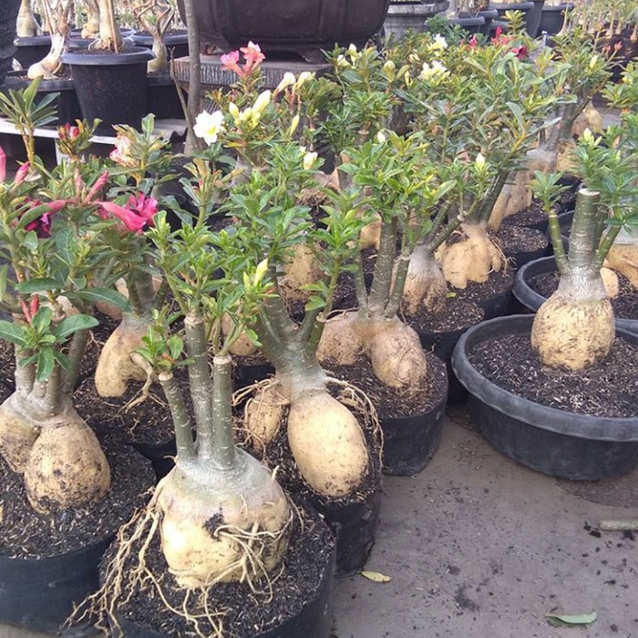 bibit bahan bonsai adenium bonggol besar kamboja jepang    - indoor