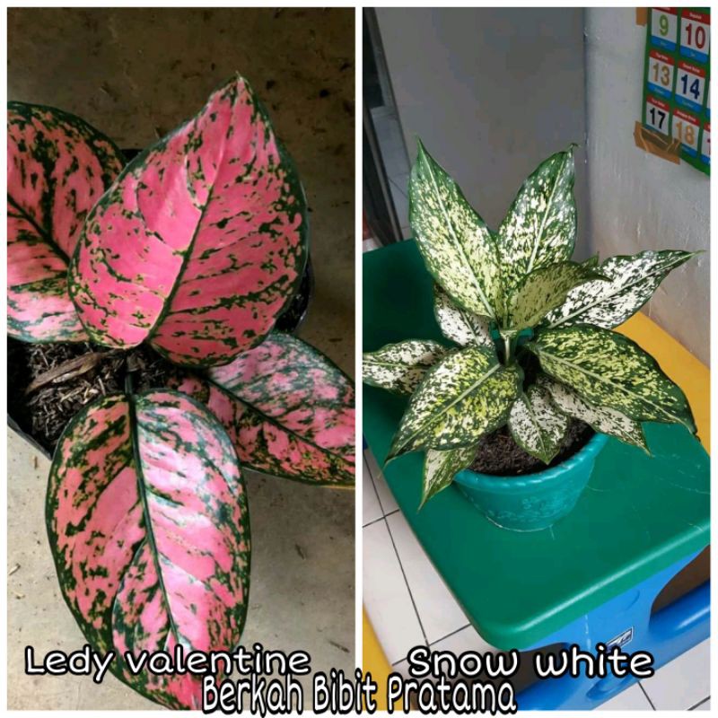 Aglonema Ledy valentine dan Snow white paket 2 jenis aglonema