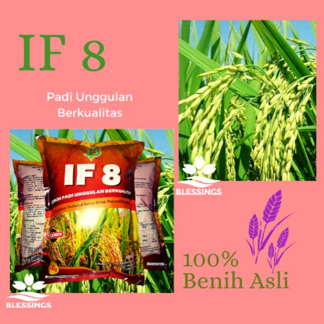 Benih Padi IF 8 AB2TI / Bibit Padi IF8 AB2TI