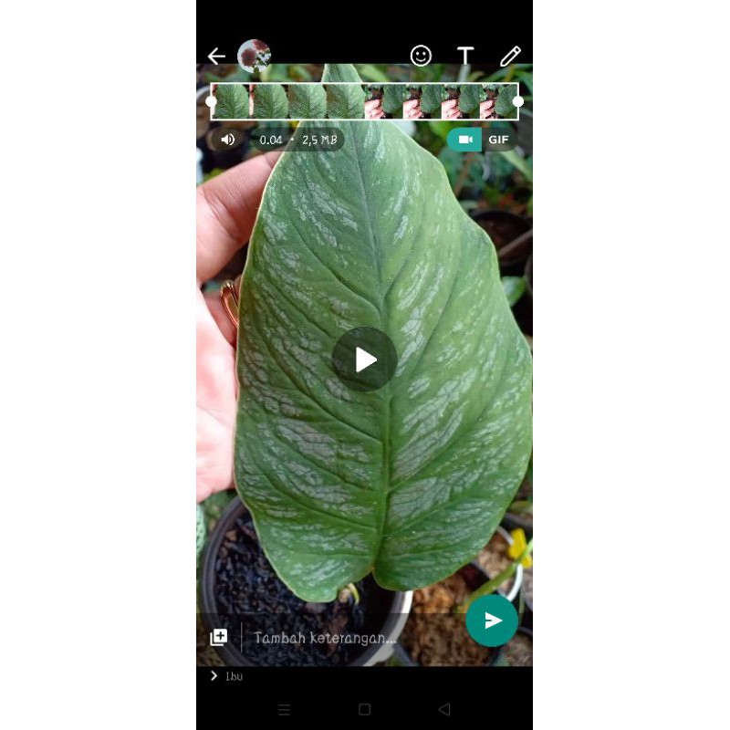 monstera dubia