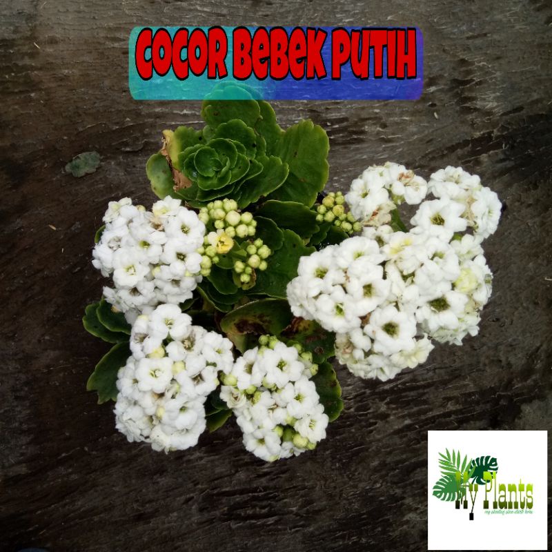 Tanaman Hias Bunga Cocor Bebek PUTIH / Kalanchoe Calandiva Bunga Tumpuk Kalancu Indoor