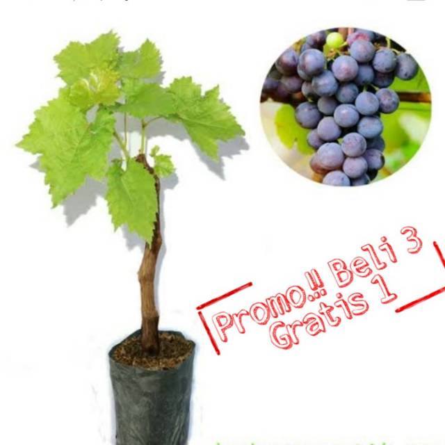 Paket Bibit Anggur