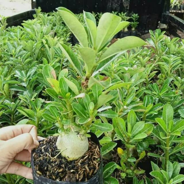 Bibit Bunga Kamboja Adenium Endless Love - Tanaman Hias